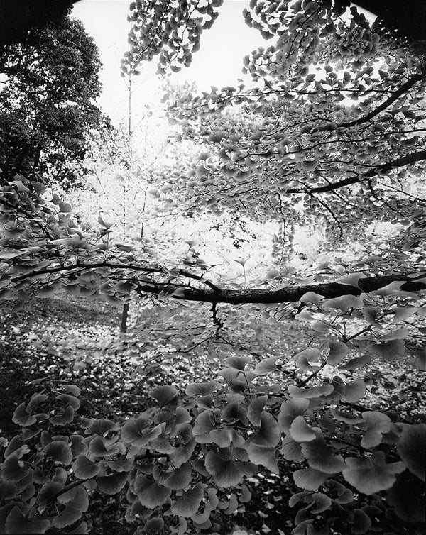 Nicholas Nixon’s series ‘Ginkgo’. ‘Arnold Arboretum No. 6, 2021’